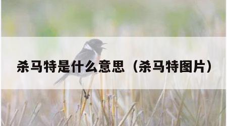 王中王493333中特馬今晚開(kāi)獎(jiǎng)深度解析:查詢方法與信息鑒別全攻略
